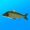 True Fishing مهكرة