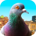 لعبة Pigeon مهكرة